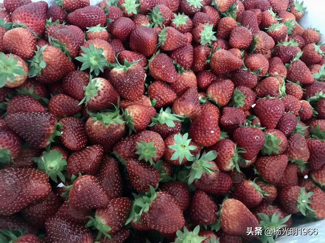 榛斾笢鍗楄嫍鏃忎緱鏃忚嚜娌诲窞鍑噷鑽夎帗 (鍑噷涓嬪徃鑽夎帗澶栭攢鎯呭喌)