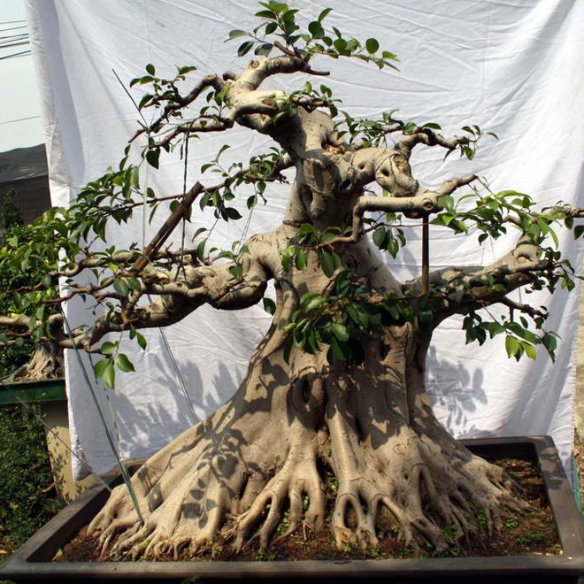 种花槽的九里香怎样养,养九里香的技巧视频