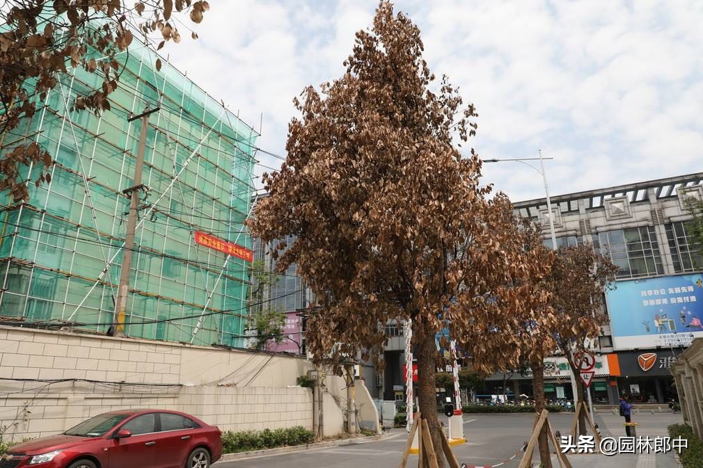 完全干枯的树浇水还能活,树长时间没浇水枯了还能活吗