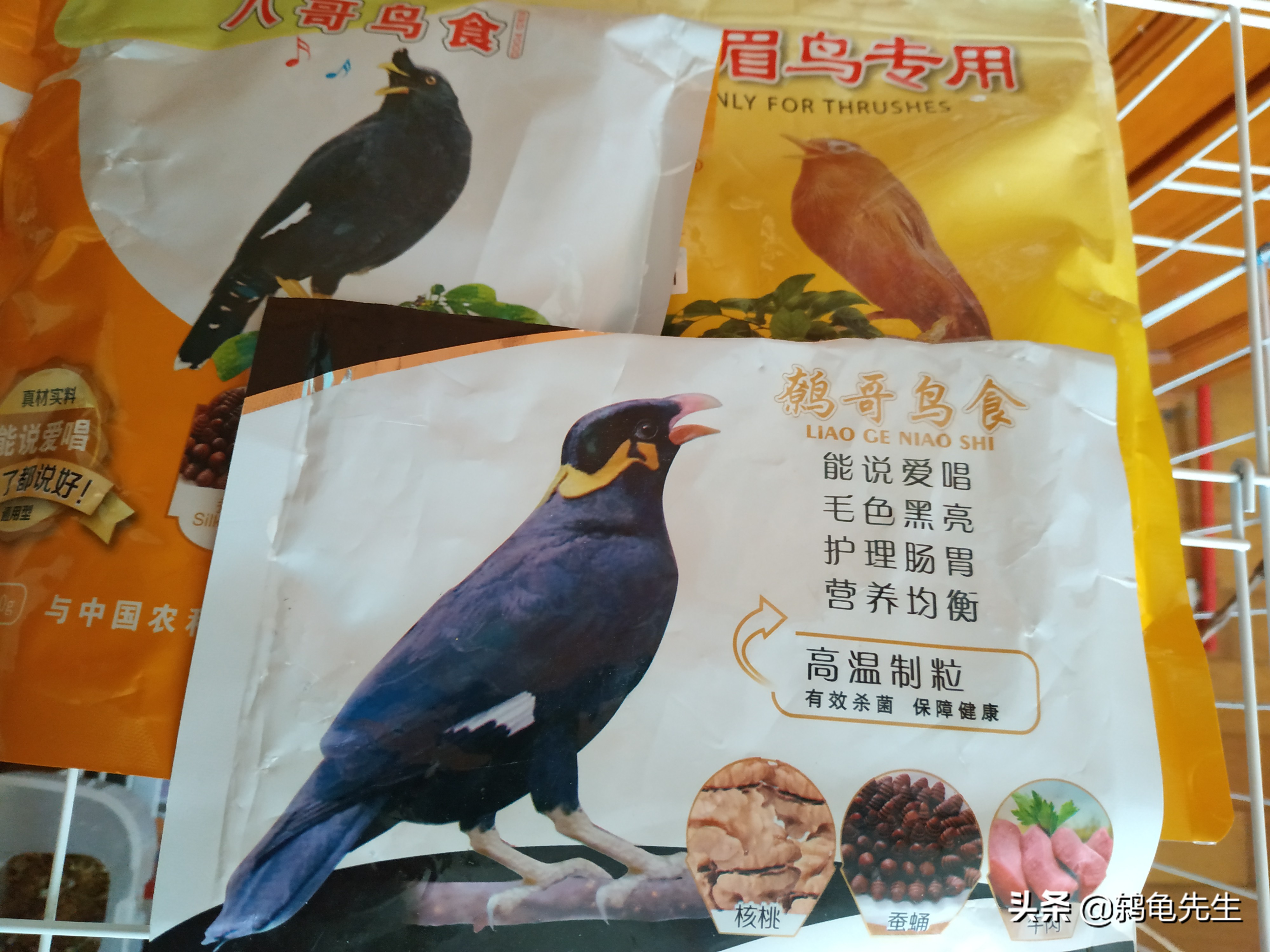 乌鸫幼鸟晚上怎么保暖,乌鸫鸟过冬需要多少度