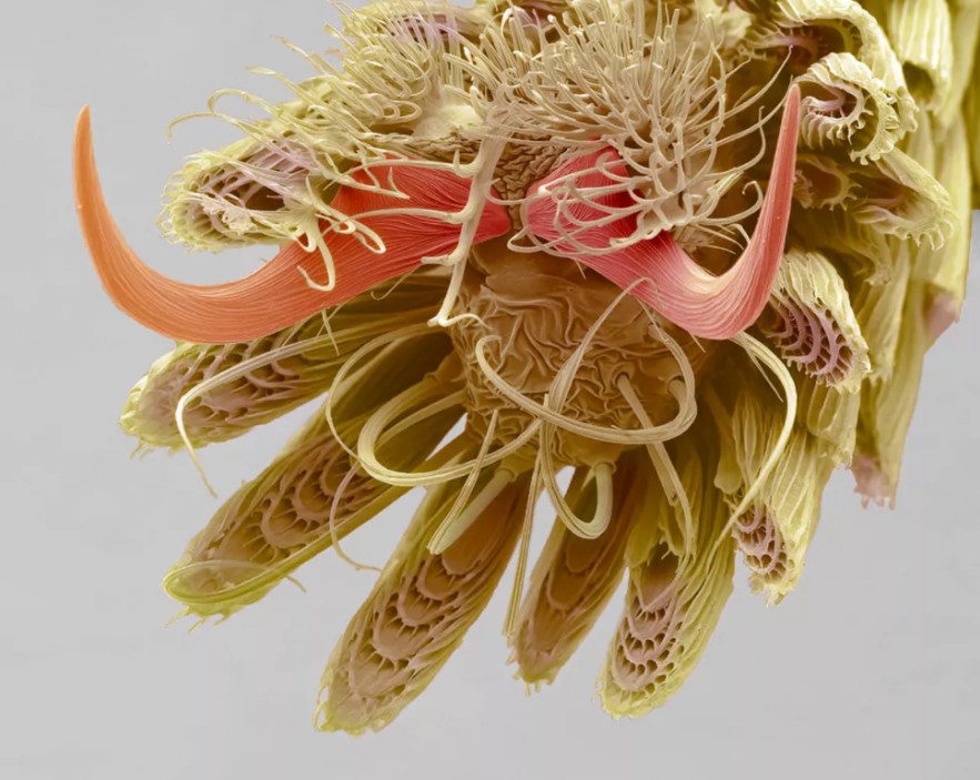 世界上脚最奇怪的动物,世界上最奇怪的脚是什么打一成语