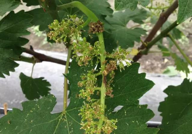 大棚葡萄灰霉用什么药防治,葡萄春季如何防治灰霉病