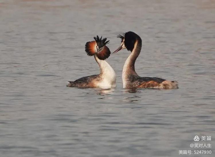 凤头鸊鷉粤语,斑头雁飞得最高的鸟