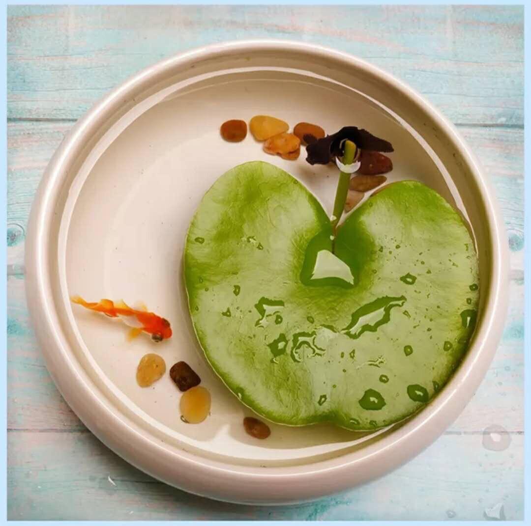 一叶莲叶子边缘发黄腐烂,一叶莲多久换一次水