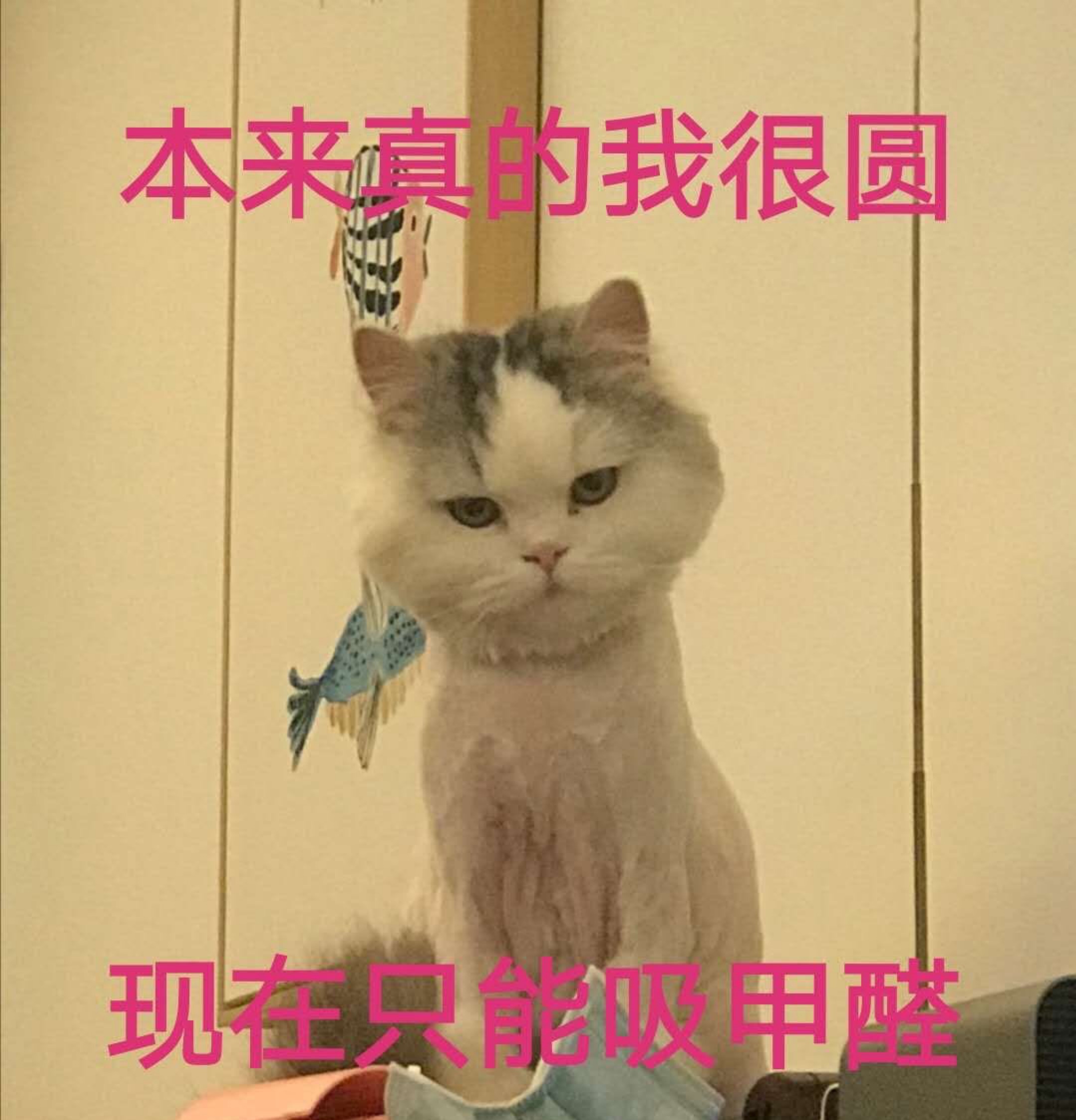 猫和人拍猫有什么区别图片,这样拍猫咪简直会被笑死