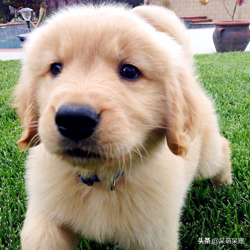 金毛狗是最听话懂事的狗吗,比金毛厉害的宠物狗有哪些