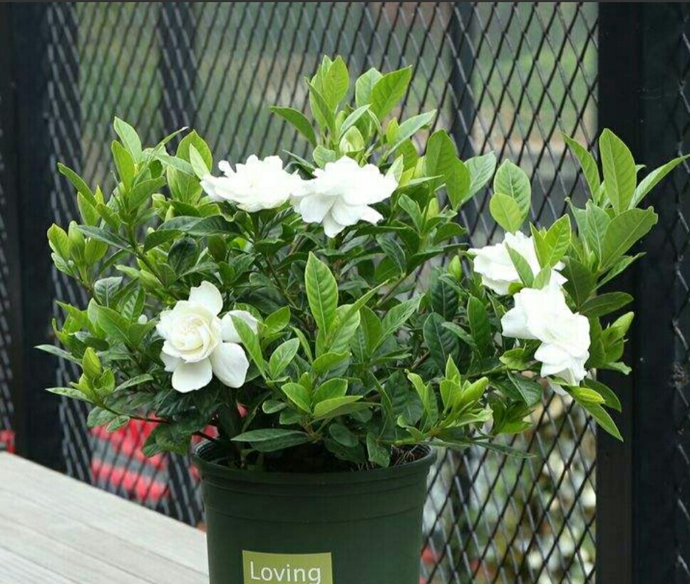 土养栀子花黄叶的原因及处理方法,栀子花黄叶怎么养新手必看科普