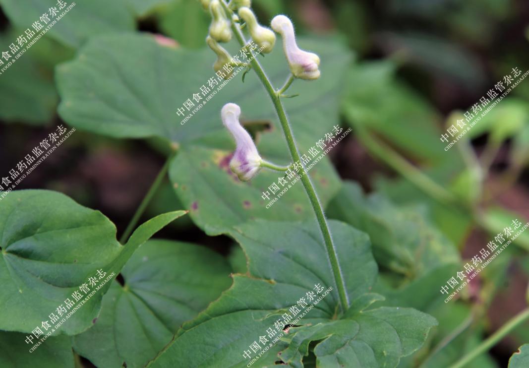 本草知识人参,本草中国视频感悟