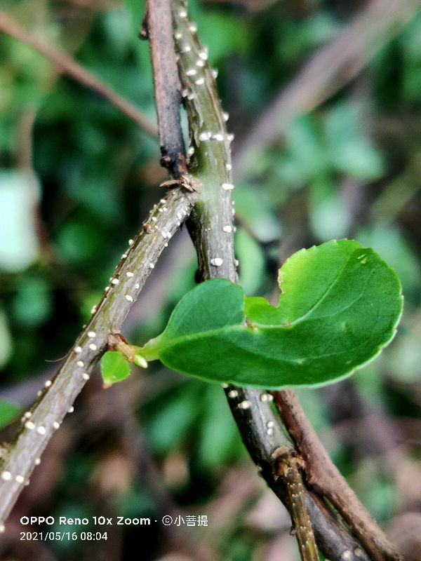 像蟒蛇一样的树,在丛林里看到了一条大蟒蛇