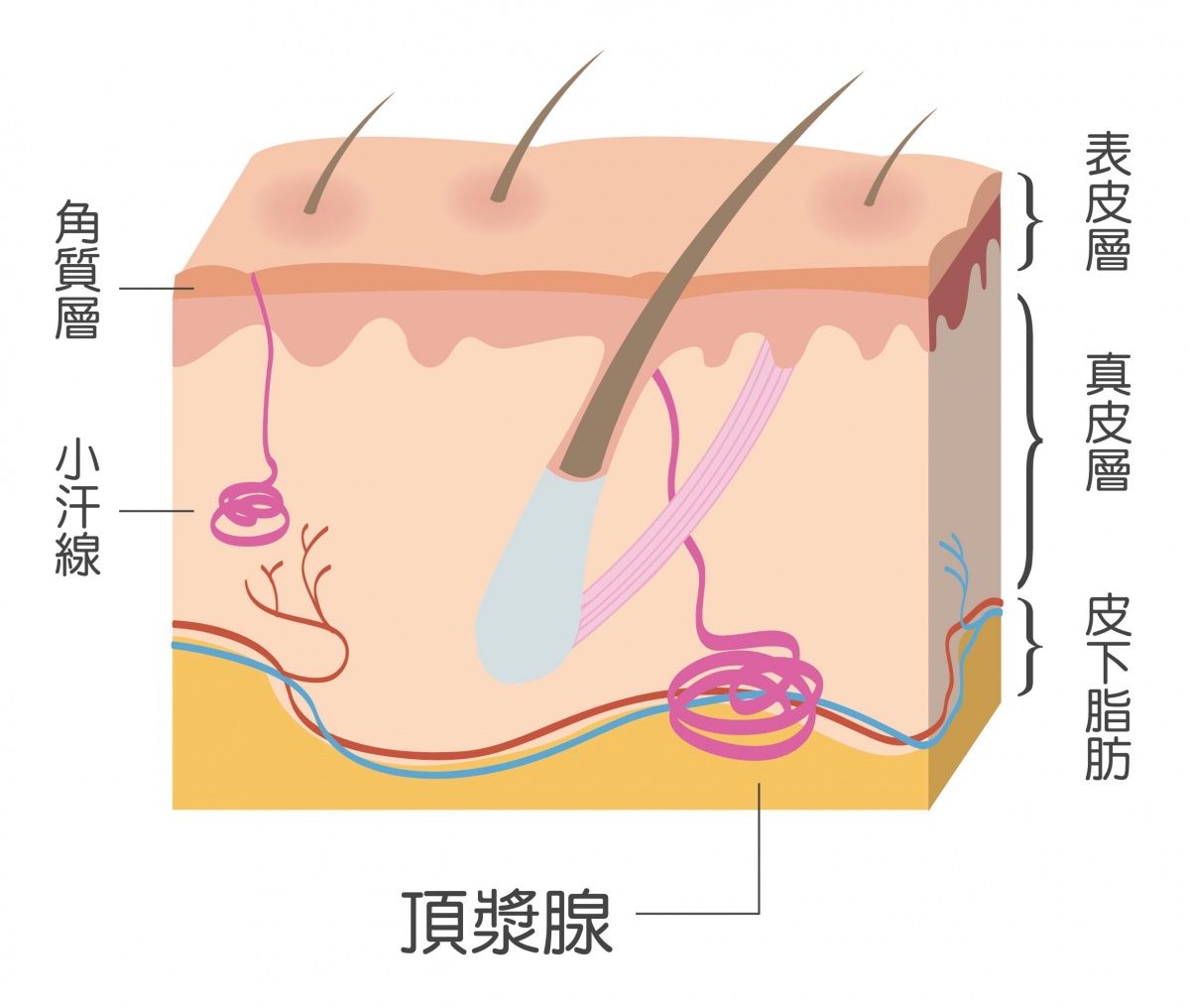 女孩该怎么擦汗,女神擦汗视频