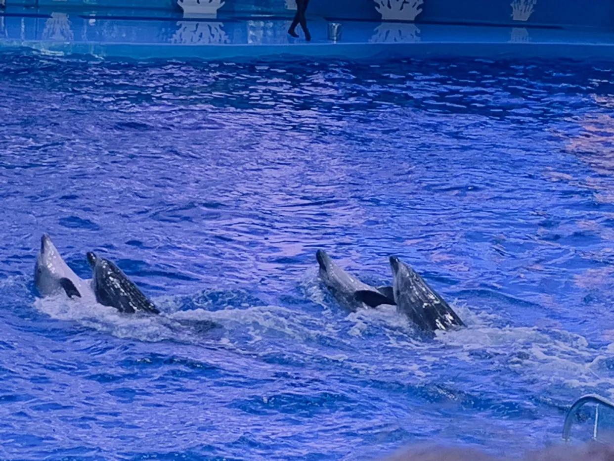 海参崴艺术表演,海参崴歌舞表演与风情表演的区别