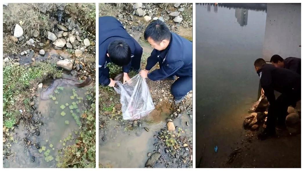 僧人救助野生娃娃鱼放生视频,放生娃娃鱼到湖里