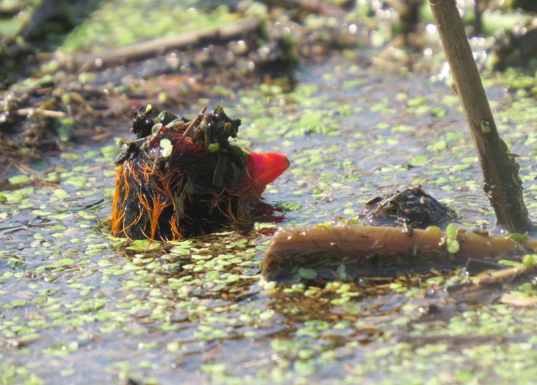 白骨顶鸡夜晚习性,白骨顶鸡几级保护
