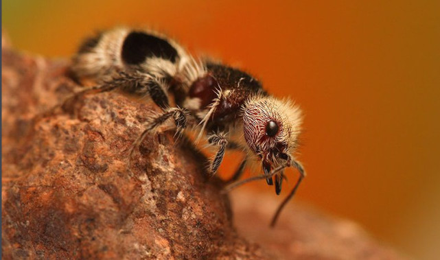 常见的蚂蚁图片,最常见的蚂蚁种类图片