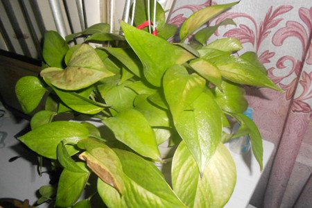 刚装修好的房子放绿萝叶子发黄,绿萝叶子发黄怎么办用什么肥料