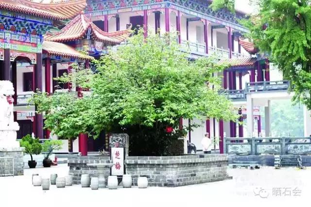 中国十大古树景观,重庆最老古树树龄千年