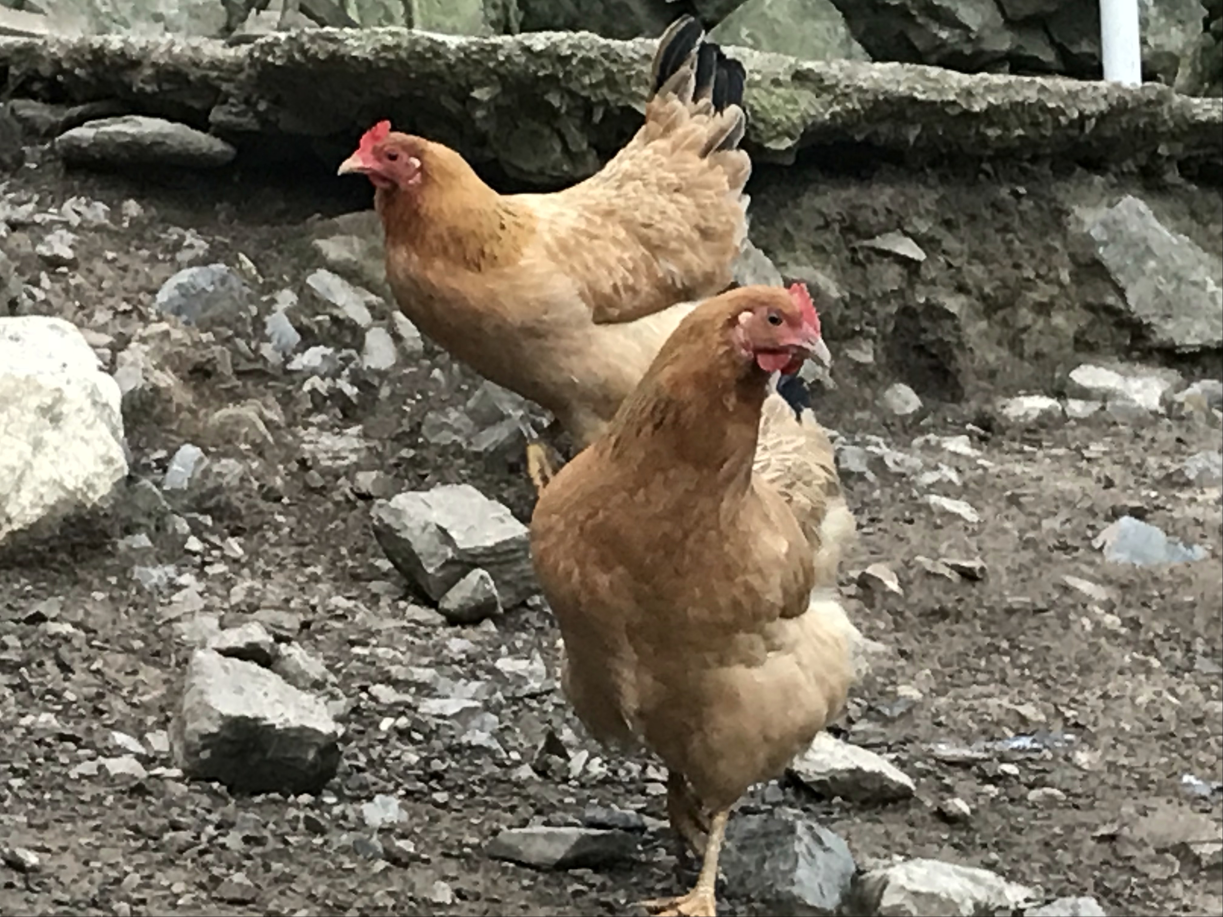 土鸡养殖技术一年挣多少钱,土鸡怎么养殖最赚钱