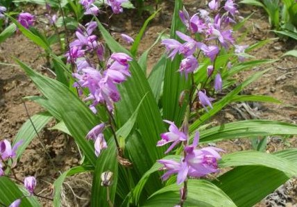 《本草精荟》:收敛止血:白及的功效与应用