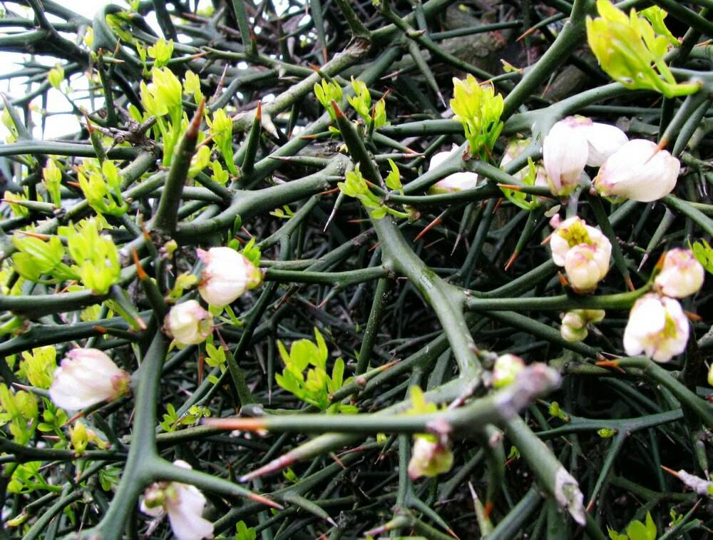 荆棘曾经也是温柔的花,所有的荆棘都是成长路上的救赎