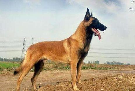 我国的昆明犬,中国昆明犬的魅力