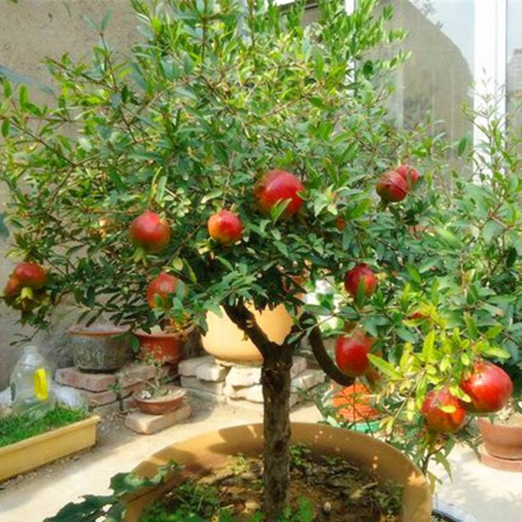 盆栽石榴开花前后如何养护,盆栽石榴树注意什么