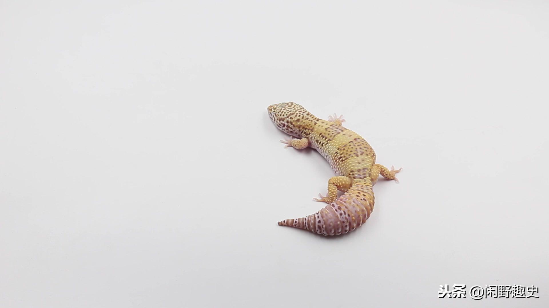 守宫砂为什么若隐若现,守宫如果吃守宫砂怎么办