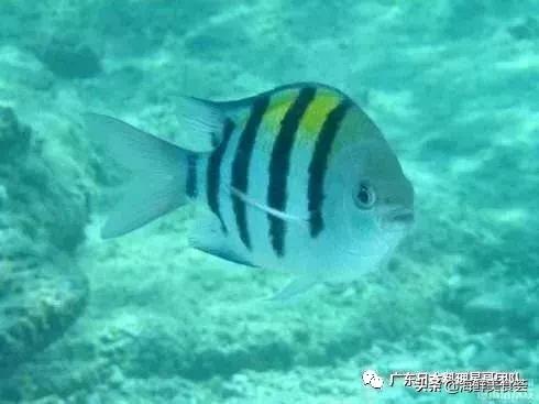 这5种淡水鱼值得多吃,中国最好吃的鱼类排行榜