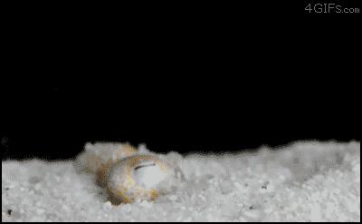 顶级伪装大师拟态章鱼,拟态章鱼科幻般伪装全过程