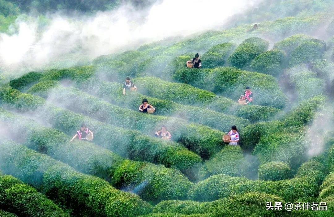 贵州茶哪些好喝,最好喝的贵州茶