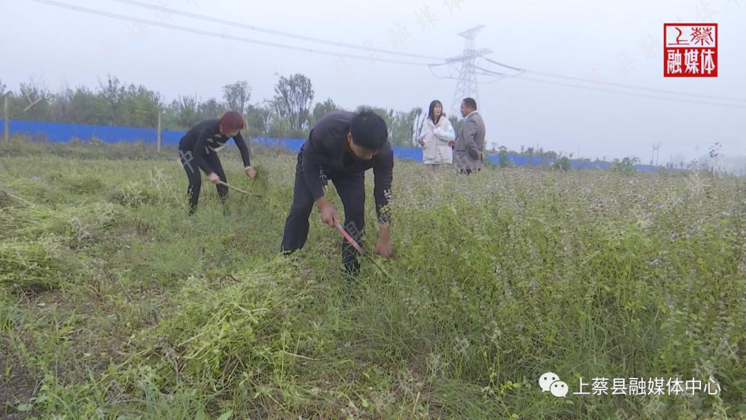为什么好多人吃不了荆芥,荆芥的食用方法窍门