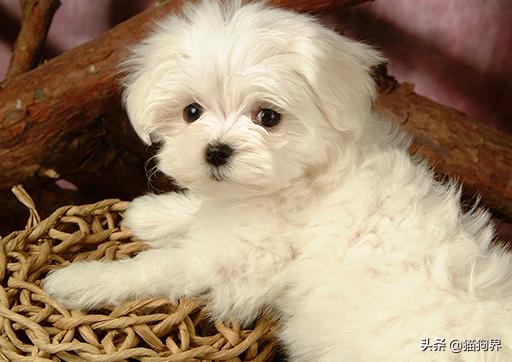 狗狗身上的小秘密，铲屎官们了解吗？