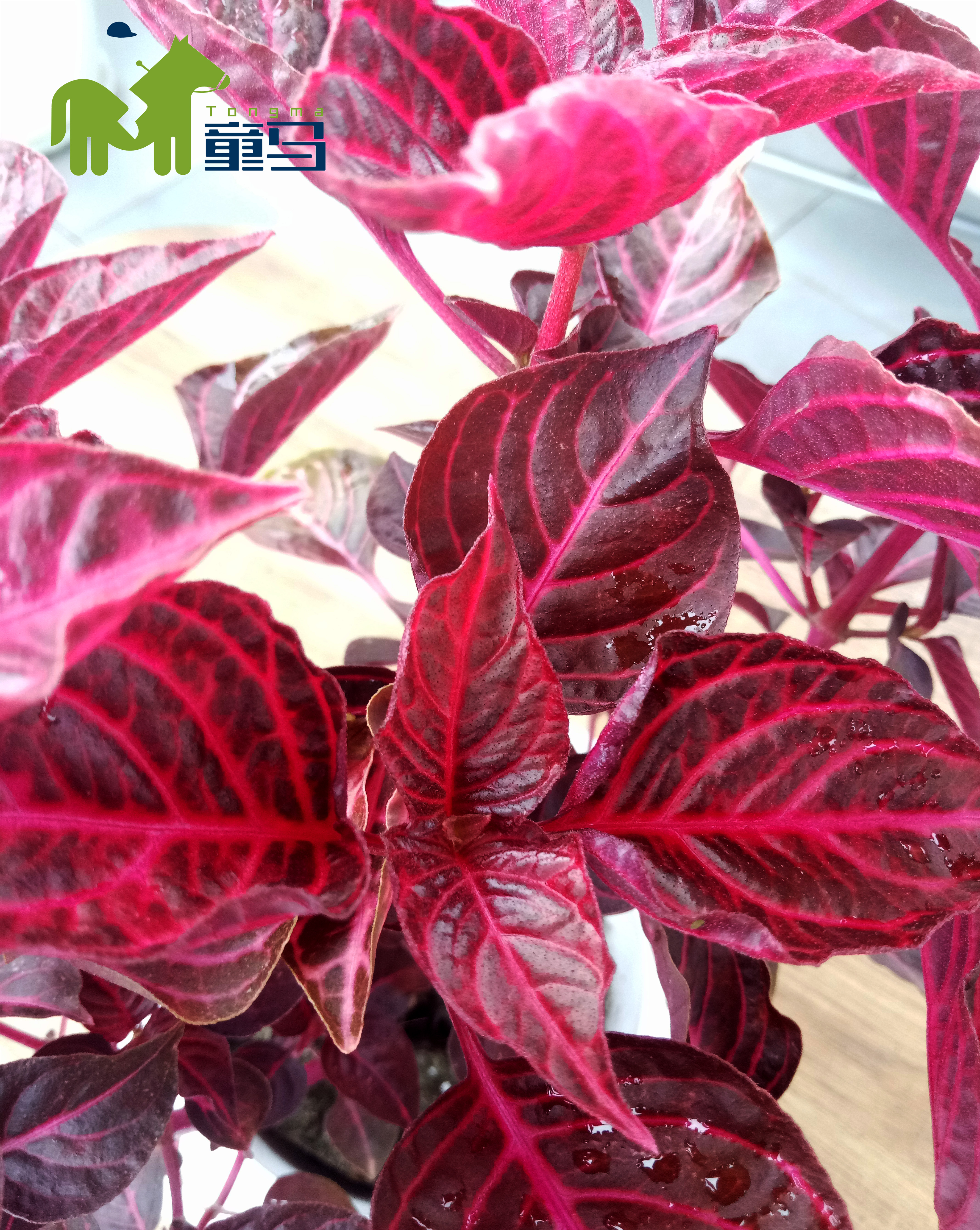 童马养殖方法和注意事项,童马植界沙漠玫瑰介绍