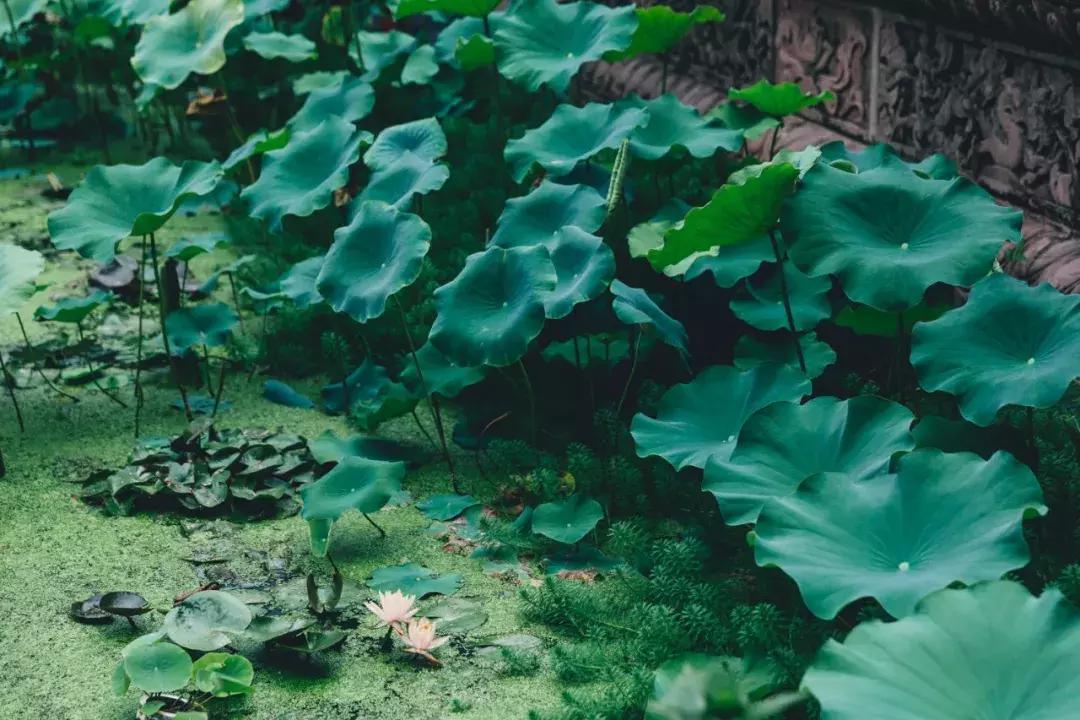成都最美荷花池,成都荷花池有哪些