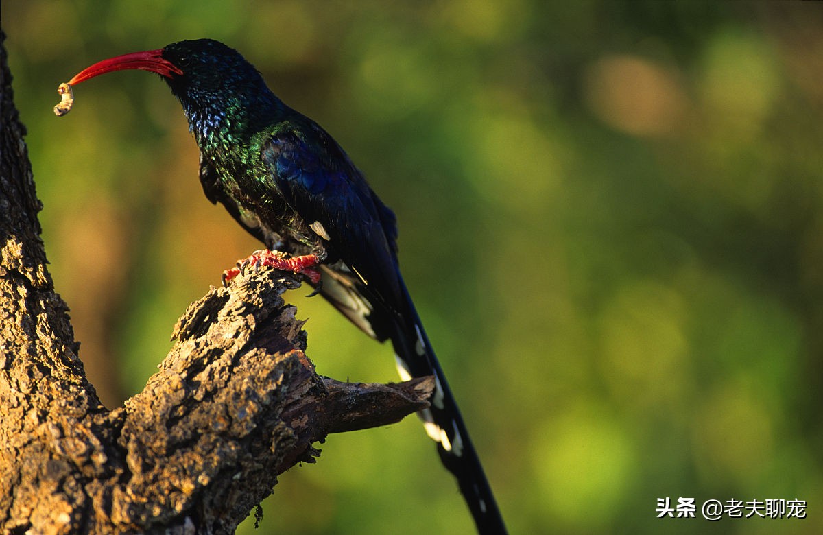 打不过就喷口水、喷排泄物,使用各种“下三滥”招术的动物