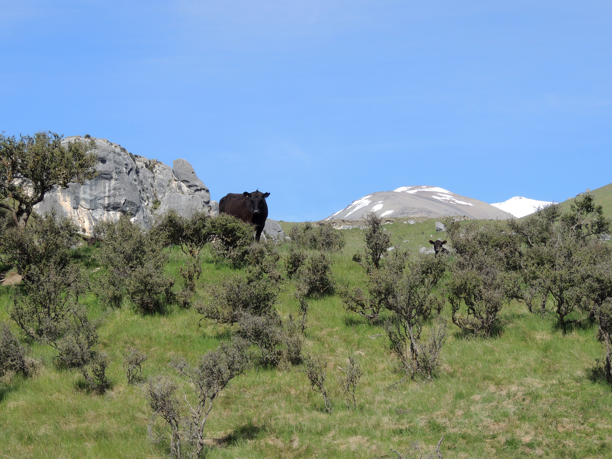 新西兰基督城,没有一个听众,他依旧讲得慷慨激昂