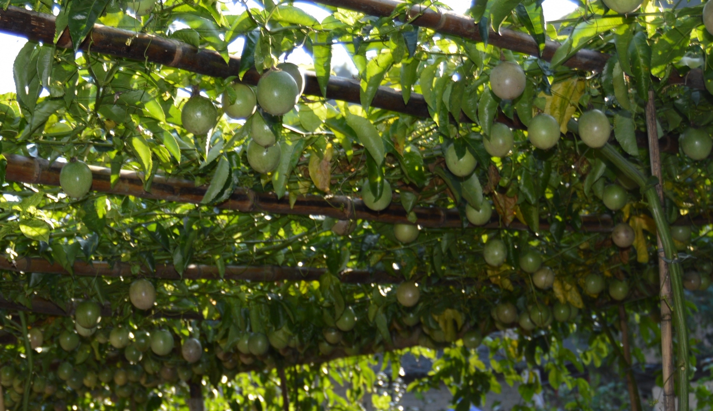 百种果子简介,百种果实图片