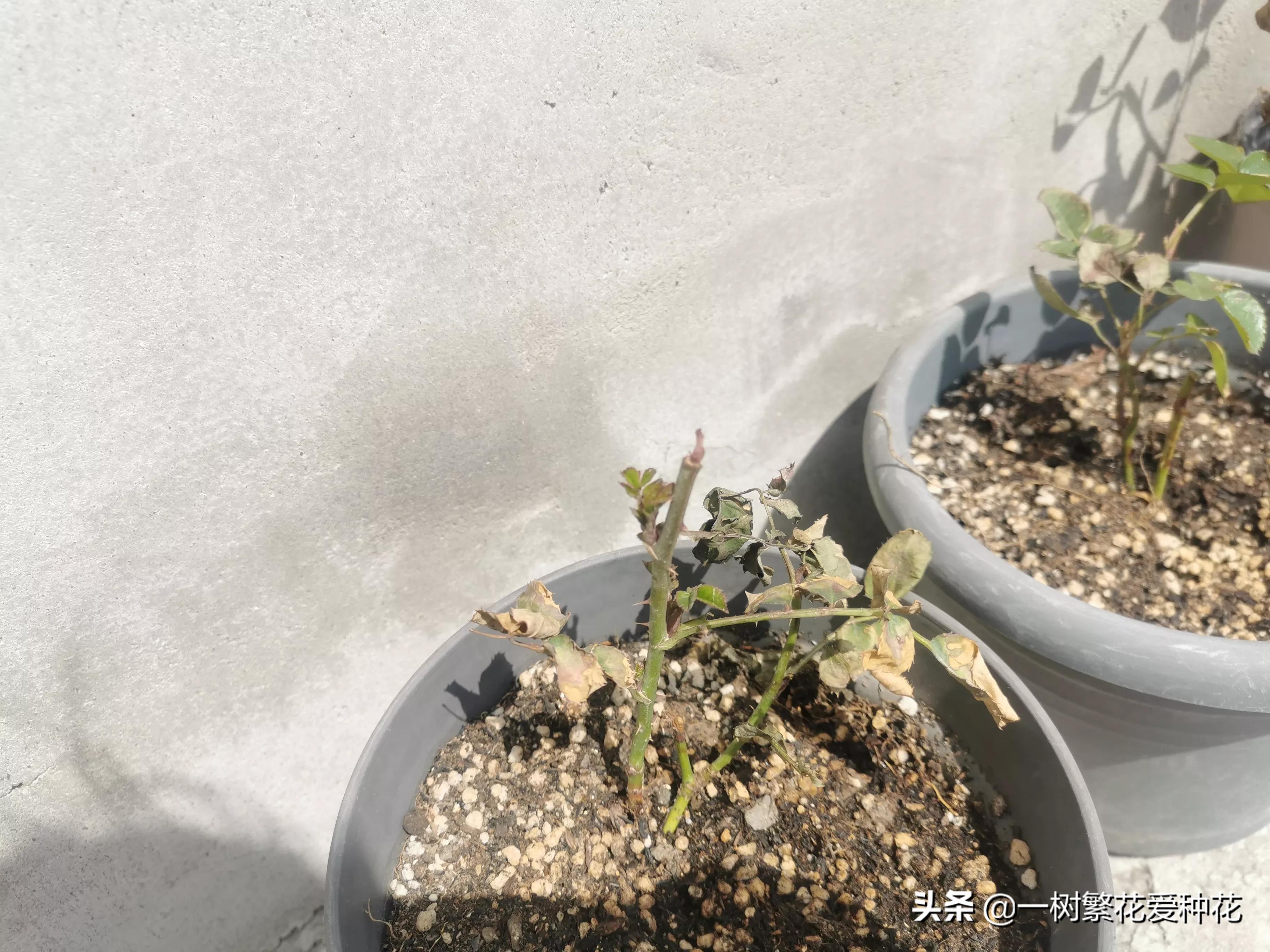 月季开花晒了太阳蔫了补救,月季叶子枯萎像缺水了一样