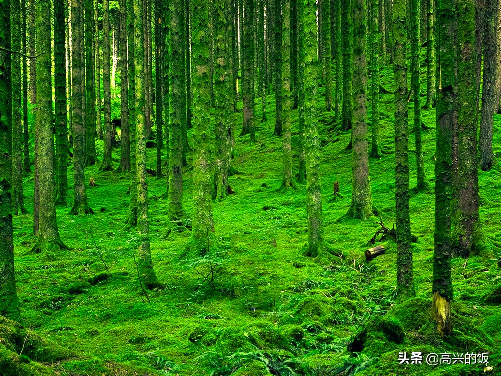 葛根在美国食用,葛根在美国泛滥成灾