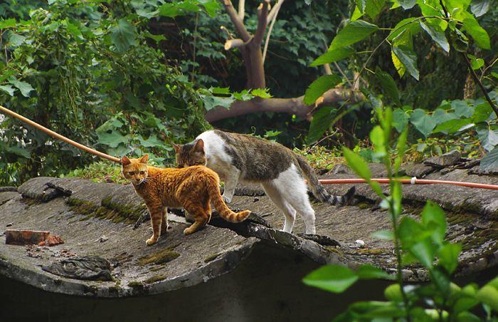 国内常见的猫的品种有哪些,国内很少人养的猫品种大全