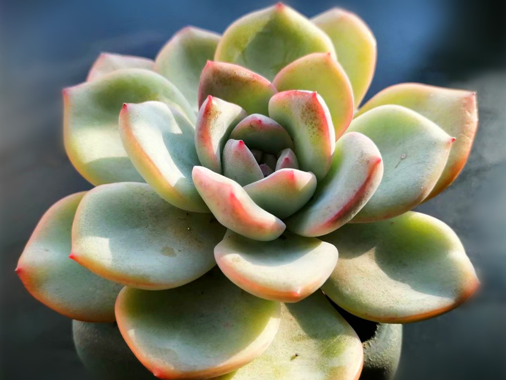 蒂亚多肉叶尖发黑,多肉巧克力叶尖发黑