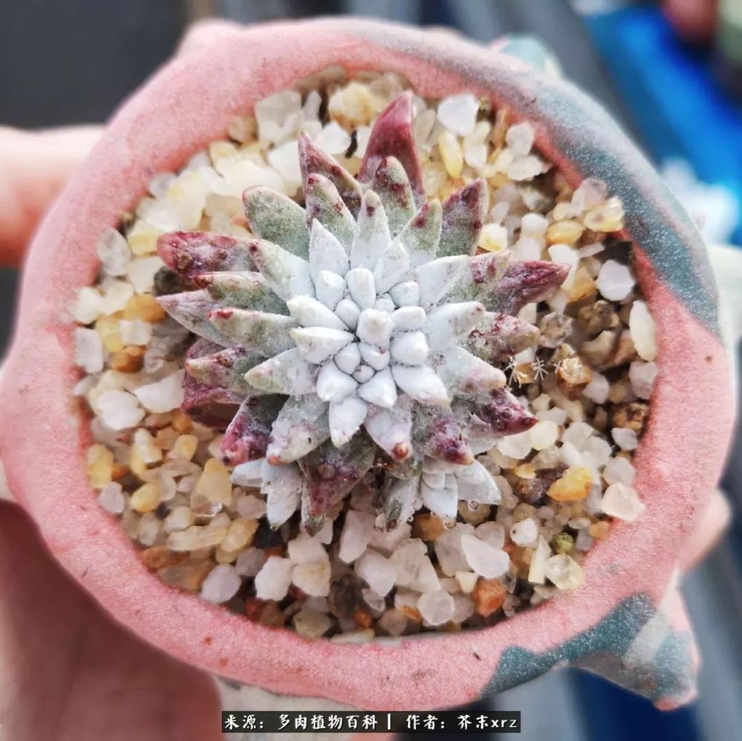 那个爱画多肉的小姑娘带着她的心头肉又来啦！