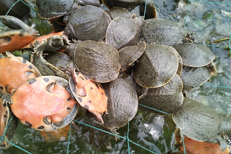 温棚甲鱼养殖需要注意什么,养殖甲鱼需要增氧吗