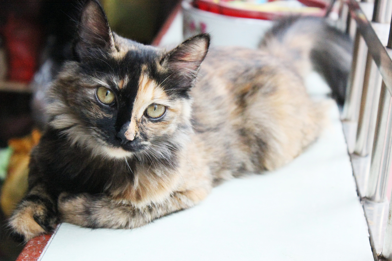 美短虎纹猫和中华田园猫的区别,这些名贵的中华田园猫你都知道吗