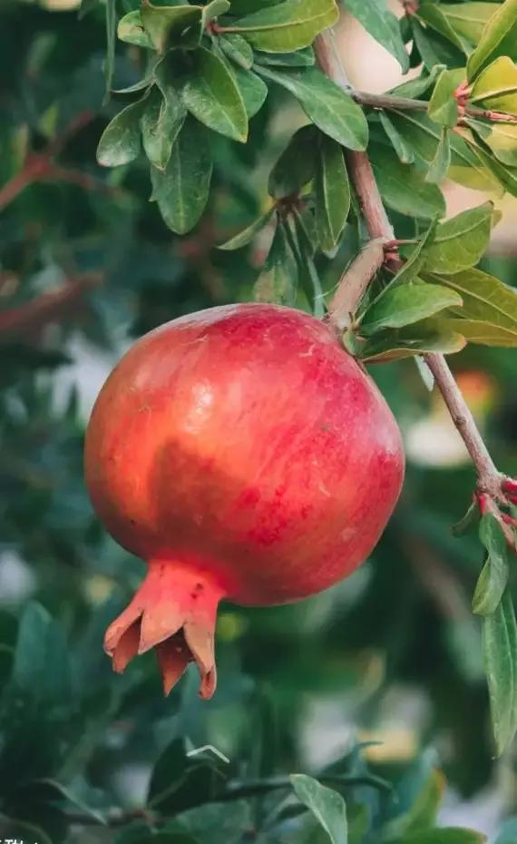 《赞竹》,散文秦兴/文