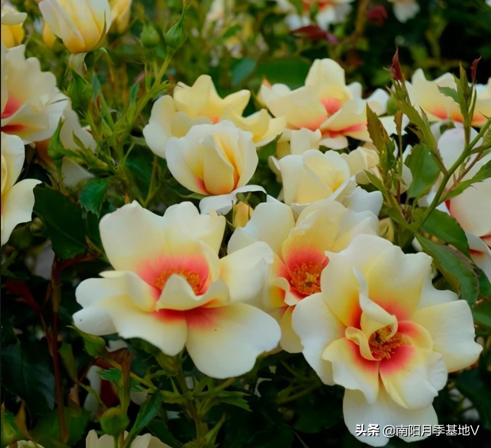 黄色月季花哪款好养好看,12种不同颜色的月季花图片大全