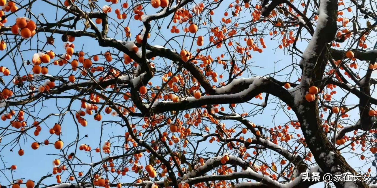 白雪柿子,秦岭草甸高山野菊花