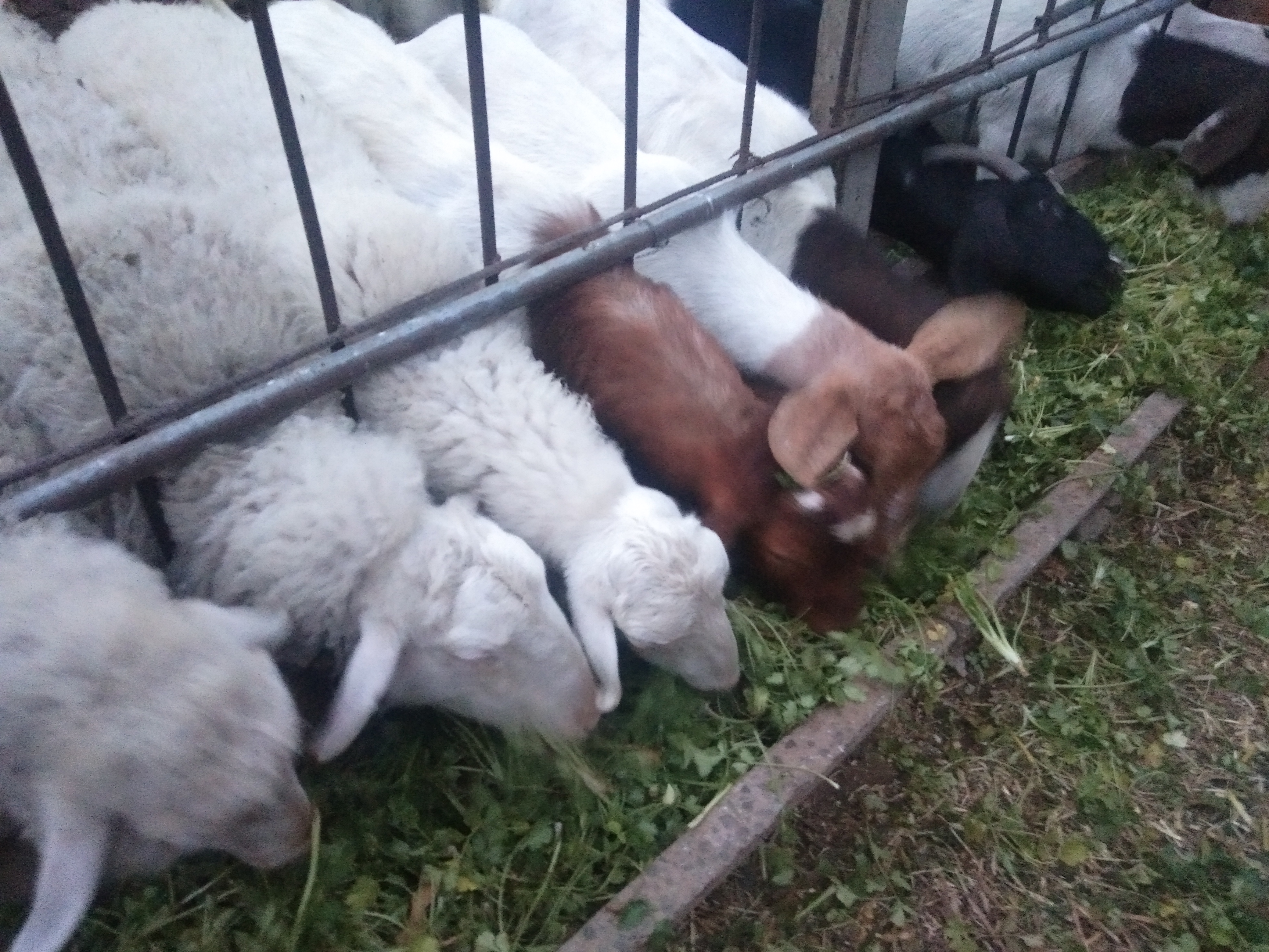 圈养和放养的感悟,圈养宠物的感悟