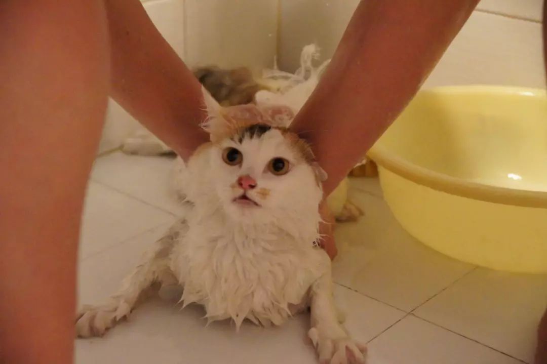 5个猫咪喂养技巧对猫咪有大益处,铲屎官教你科学养猫图片