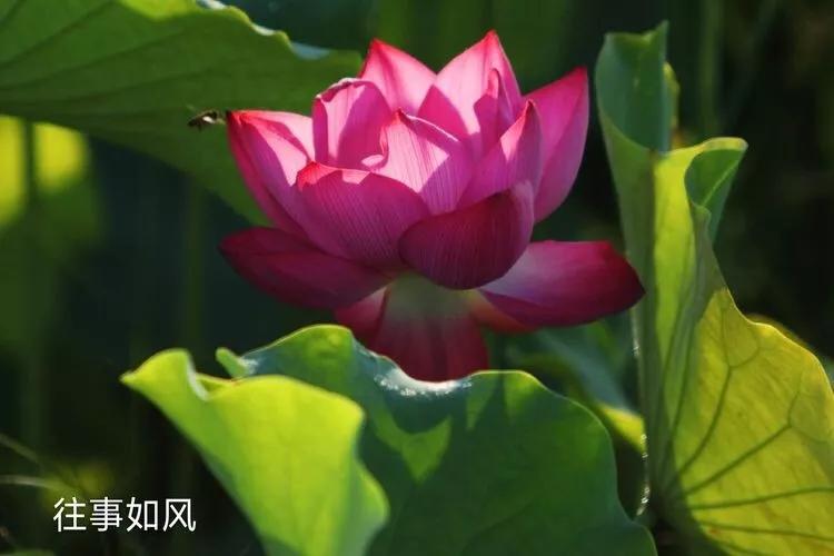 惊艳！淮阳，因为ta，美得不像“画”