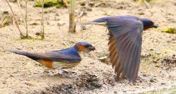 怎么让鸟来筑巢,鸟是怎么筑巢的视频